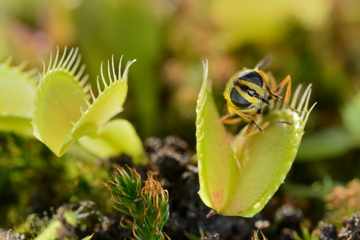 led-strip-attract-bugs_insect-in-flytrap
