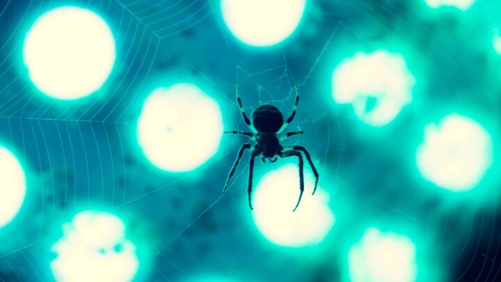 do-led-lights-attract-spiders